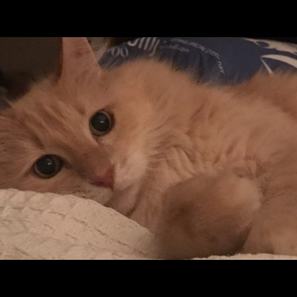 Meet your Posher, Gabi